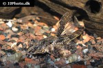 rineloricaria lanceolata rineloricaria lanceolata