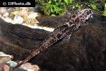 rineloricaria lanceolata rineloricaria lanceolata