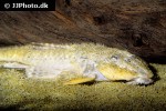 rineloricaria latirostris rineloricaria latirostris