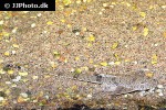 rineloricaria melini rineloricaria melini