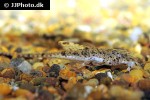 rineloricaria microlepidogaster rineloricaria microlepidogaster