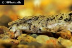 rineloricaria microlepidogaster rineloricaria microlepidogaster