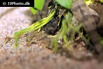 rineloricaria morrowi rineloricaria morrowi