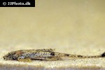 rineloricaria morrowi rineloricaria morrowi