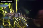 rineloricaria parva rineloricaria parva