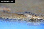 rineloricaria parva rineloricaria parva