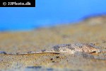 rineloricaria parva rineloricaria parva