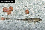 rineloricaria parva rineloricaria parva