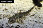 rineloricaria parva rineloricaria parva