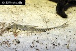 rineloricaria parva rineloricaria parva