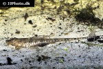 rineloricaria parva rineloricaria parva