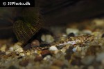 rineloricaria parva lg6 rineloricaria parva lg6