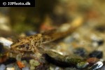 rineloricaria parva lg6 rineloricaria parva lg6