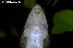 rineloricaria parva lg6 rineloricaria parva lg6