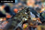 rineloricaria parva lg6 rineloricaria parva lg6