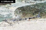 rineloricaria platyura rineloricaria platyura