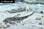 rineloricaria platyura rineloricaria platyura