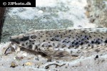 rineloricaria platyura rineloricaria platyura
