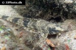 rineloricaria platyura rineloricaria platyura