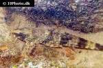 rineloricaria platyura rineloricaria platyura