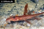 rineloricaria species red rineloricaria species red