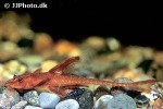 rineloricaria species red rineloricaria species red