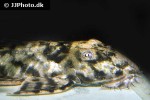spatuloricaria cf caquetae spatuloricaria cf caquetae