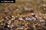 spatuloricaria puganensis spatuloricaria puganensis