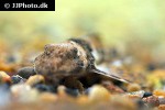 spatuloricaria puganensis spatuloricaria puganensis