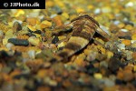 spatuloricaria puganensis spatuloricaria puganensis