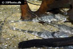 spatuloricaria puganensis spatuloricaria puganensis
