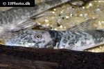 spatuloricaria puganensis spatuloricaria puganensis