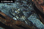 spatuloricaria species lda115 spatuloricaria species lda115