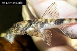 spatuloricaria terracanticum spatuloricaria terracanticum