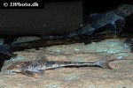 spatuloricaria terracanticum spatuloricaria terracanticum