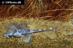 spatuloricaria terracanticum spatuloricaria terracanticum