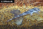 spatuloricaria terracanticum spatuloricaria terracanticum