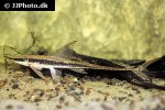 sturisoma barbatum sturisoma barbatum