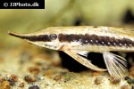 sturisoma barbatum sturisoma barbatum