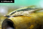 sturisoma barbatum sturisoma barbatum