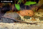 sturisoma barbatum sturisoma barbatum