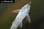 sturisoma barbatum sturisoma barbatum
