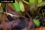 sturisoma barbatum sturisoma barbatum