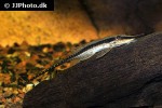sturisoma barbatum sturisoma barbatum