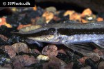 sturisoma barbatum sturisoma barbatum