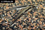 sturisoma barbatum sturisoma barbatum