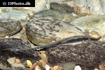 sturisoma nigrirostrum sturisoma nigrirostrum