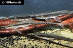 sturisoma nigrirostrum sturisoma nigrirostrum