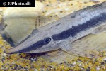 sturisoma nigrirostrum sturisoma nigrirostrum