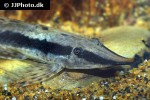sturisoma nigrirostrum sturisoma nigrirostrum